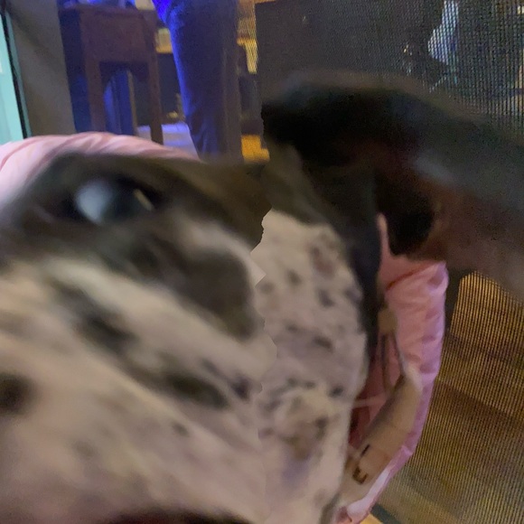 cookiestorm16